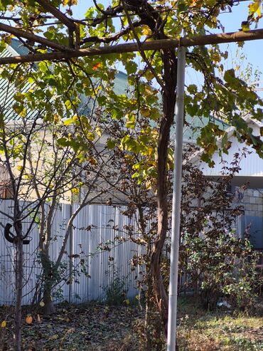 Torpaq sahələrinin satışı: 8 sot, Mülkiyyətçi, Kupça (Çıxarış), Texniki pasport — 4