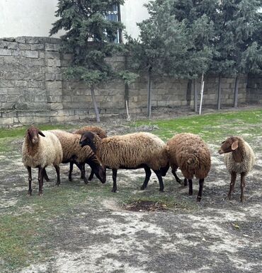 Qoyunlar, qoçlar: Qoyunlar – qaragül tipli qəhvəyi yunlu, qara başlı və ayaqlı heyvanlar — 6