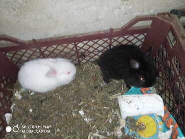 Dovşanlar: Dovşan karlik dovşanlar balalar 1 aylığ Krolik karlik zayciki Aslan — 13