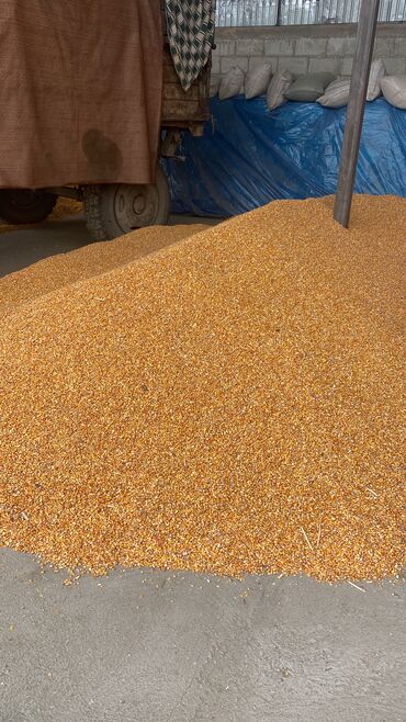 укаланган мака: Продаю кукурузу