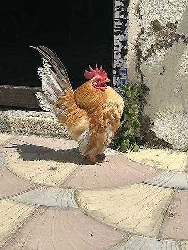 afcarka it adlari: Təmzi serma xoruzdardı real alcya endrim olcaq barter yoxdu — 2