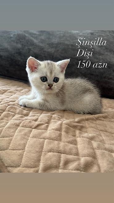 шиншилла кошка цена: Шиншилла, Самка — 3