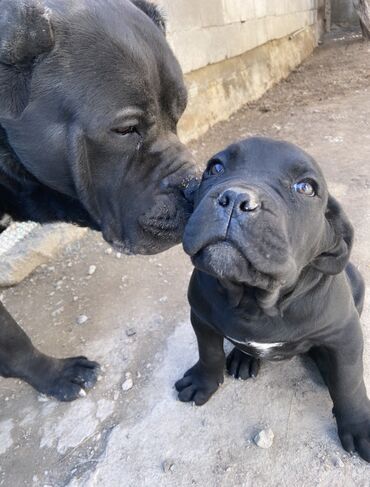 все породы собак с фотографиями: К продаже предлагаются великолепные щенята: 🦮 Порода: Cane Corso