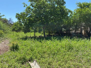 Həyət evləri və villaların satışı: Şemkir şeheri, Elperest Hüseynov küçesi, ev 122 Yeni qaydalarla — 5