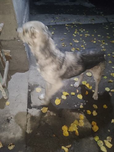 возьму породистого щенка бесплатно: Собака даром: Алабай, 2 года, Самец