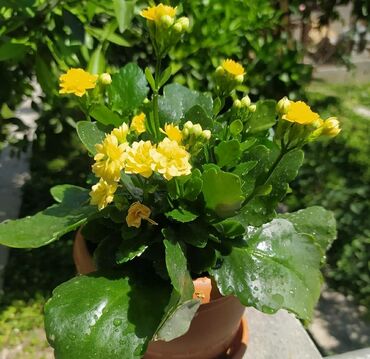 evkalipt bitkisi: Kalaxonya 5mbaxımı rahatdı çiçəyi uzun müddət qalandı