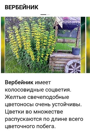 алоказия: Рассада, садовые цветы. Вербейник, многолетнее растение, Цветет — 7