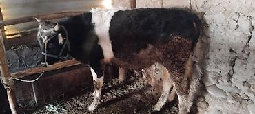 Коровы, быки: Продаю | Бык (самец) | На откорм at lalafo.kg — 3 Коровы, быки: Продаю | Бык (самец) | На откорм — 3