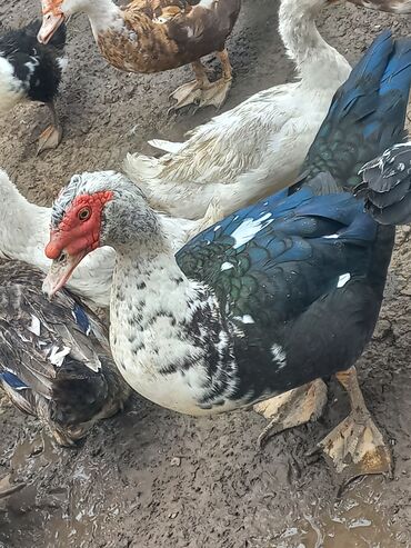 pekin ördək: Erkək və dişi lal ördək,çüt satılır