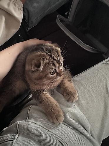 Кошки: Шотландская вислоухи кот мальчик (Scottish Fold) отдаем в хорошие руки — 4