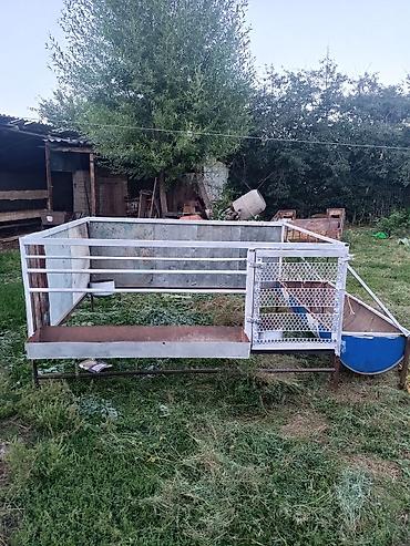 цыплята простые: Кочкор байлаганга Коро 7кочкор батат туздун идиши жемдин суунун чоптун — 2