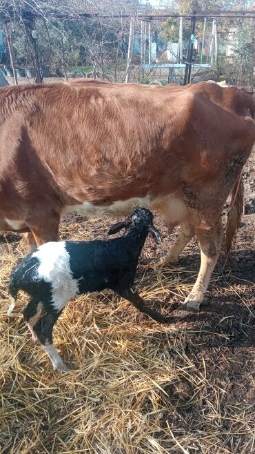 Inəklər, öküzlər: Simental tipli inəklər və buzağı - salam aleykum qirmizi inek 20 — 8