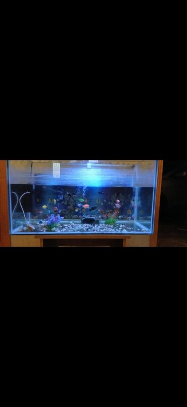 farel balığı: Dördbucaq akvarium, Balıqlarla birlikdə, 300 l, Ünvandan götürmə