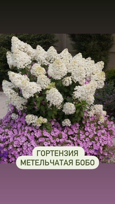 Садовые цветы и кустарники: Продаю шикарные кусты гортензии! Хороший выбор сортов: -метельчатая — 4