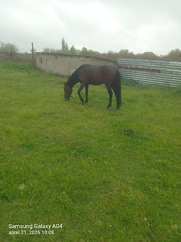 Atlar: Erkək, il: 5 — 1