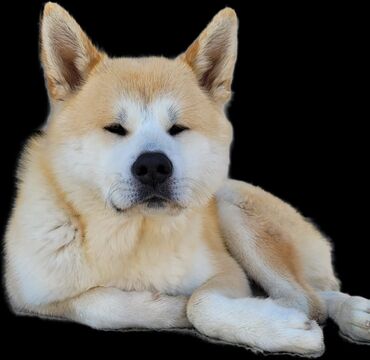 pulsuz itlerin verilmesi: Akita-inu, 1 ay, Erkek, Sənədli
