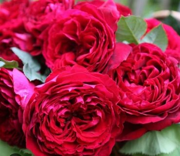 автомобиль на свадьбу: Роза Дэс
многолепестковая
шраб
цветет обильно,повторно