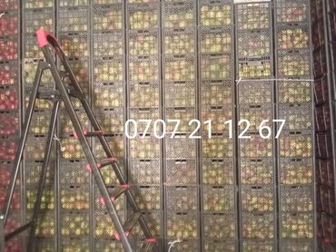 куплю мебель бу в бишкеке: Груши at lalafo.kg куплю мебель бу в бишкеке: Груши