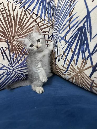 Pişiklər: Fars — 9