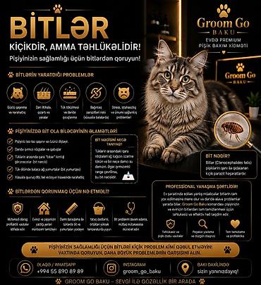 pisik hekimi: Groom Go Baku – Premium Home Grooming (Bakı daxilində) Pişiyinizin — 8
