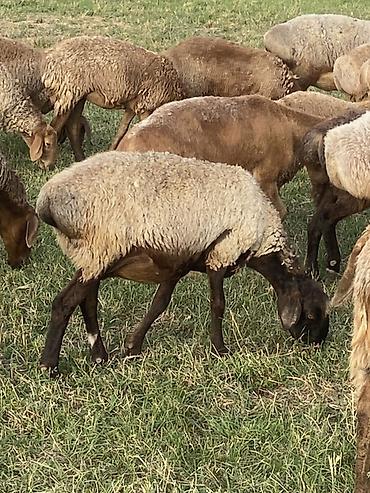 крупный рогатый скот: Продаю | Овца (самка), Ягненок | Для разведения — 2