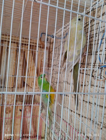 певчие птицы: Продаются певчие попугаи пара цена