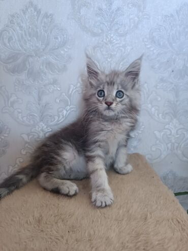 породистые котенки: Продаёться шикарный мальчик Породы Мейин Кун чисто кровный здоровый