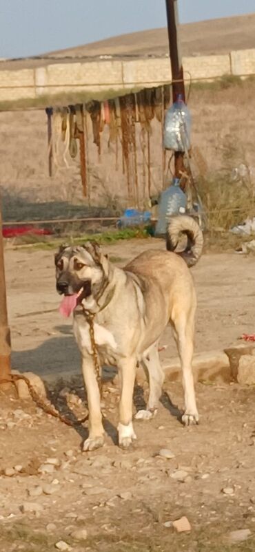 İtlər: Kanqal, 2 il, Dişi, Peyvəndli, Ödənişli çatdırılma — 1