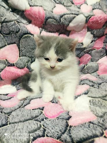 Pişiklər: Şotland yastı qulaq, Erkək, Dişi, Ünvandan götürmə — 5