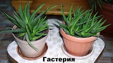 Комнатные растения - хлорофитумы кудрявые, плющи вариегатные, кливия