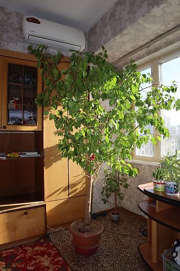 Фикус Бенджамина, крупное комнатное дерево в горшке. - Высота
