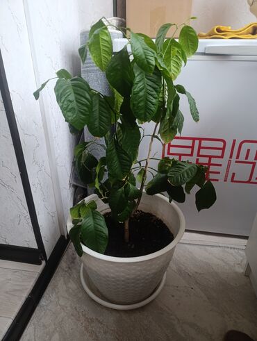 столешницы для ванной комнаты: Крупное комнатное растение в белом пластиковом горшке с поддоном