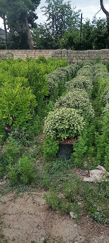 velosibet sekilleri: Thuja və dekorativ kollar – qablarda - Növlər: şam ağacı tipli — 8