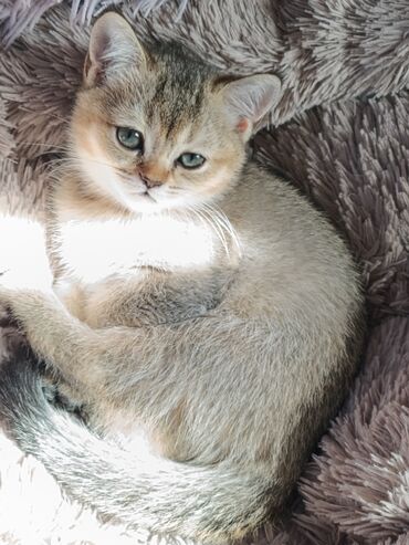 папугай бишкек: Скотиш Страйт (Шотландиялык тик кулактуу), 2 айлык, Ургаачы, Алтын шиншилла, Лотокко барууга үйрөтүлгөн, Курттардан тазаланган