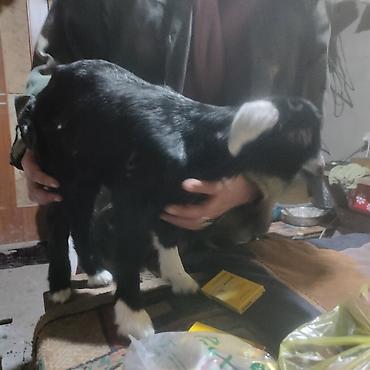 Другие животные: Козлёнок 1 месяц крупный 11 тыс. черный . есть белые. порода — 12