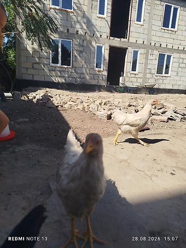 куры нешушки: Продаю | Куры | Домашняя | Несушки — 3