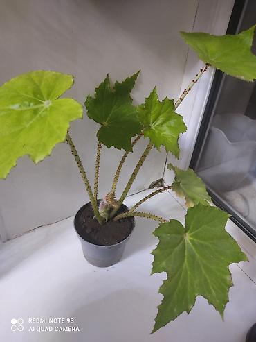 Другой декор и предметы интерьера: Цветы распродажа от 100 сом остатки до 1300 сом. Живу рядом с Дордой — 9