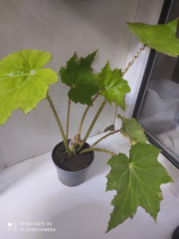 Другой декор и предметы интерьера: Распродажа по 300 сом и выше — 3