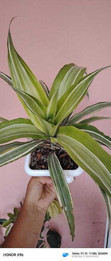 otaq qapları: Otaq bitkisi – Drasena fragrans ‘Warneckei’ (zolaqlı drasena) - — 1