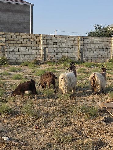 hələp kecisi: Heyvanlar tam sağlamdır 1 erkək 3 dişidir ikisi bir dəfə doğub biri — 4