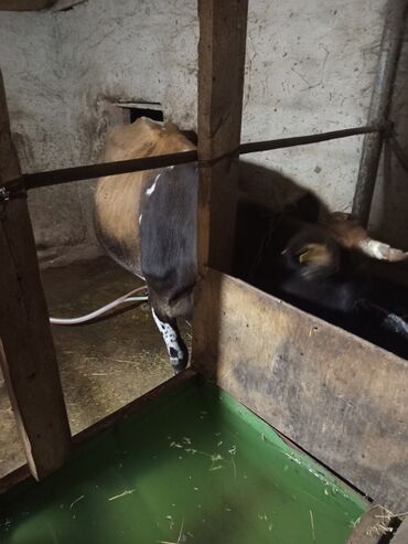simmental ineklerin satisi: Salam inək 8-9 litr süd verir balası ərkəydi iyul ayında olub qarnında