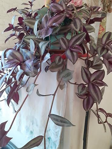 Традесканции: Традесканция зебрина (Tradescantia zebrina), ампельное комнатное — 2