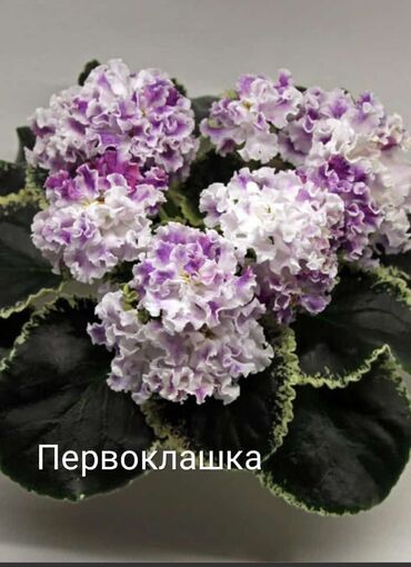 Otaq bitkiləri: 5 — 10