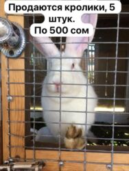 щенки охотничьих собак: Продаю | Кролик самец | Белый великан | Для разведения | Племенные at lalafo.kg щенки охотничьих собак: Продаю | Кролик самец | Белый великан | Для разведения | Племенные