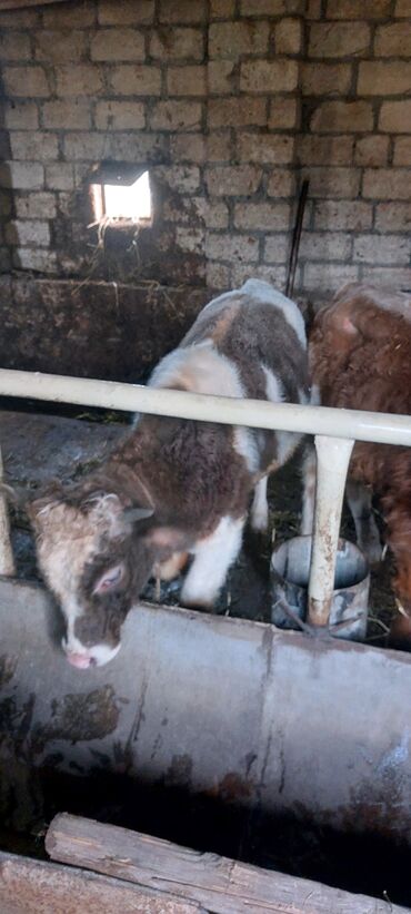 Dana, buzov: 4 erkey 1 dışı dana satiram.mallar Qusar rayonundadi.diri çekileri 210 — 9