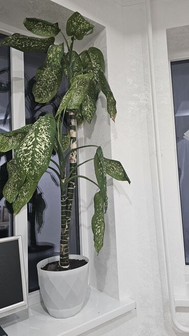 хищное растение: Другие комнатные растения