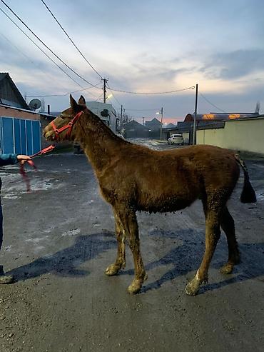 Лошади, кони: Продаю | Жеребенок | Рабочий — 1