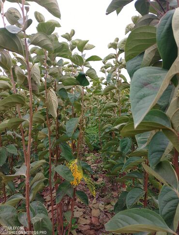 Şitillər: Meyvə tingləri satışdadır və sağlam zəmanətli sifariş verə bilərsiz -da lalafo.az — 29 Şitillər: Meyvə tingləri satışdadır və sağlam zəmanətli sifariş verə bilərsiz — 29