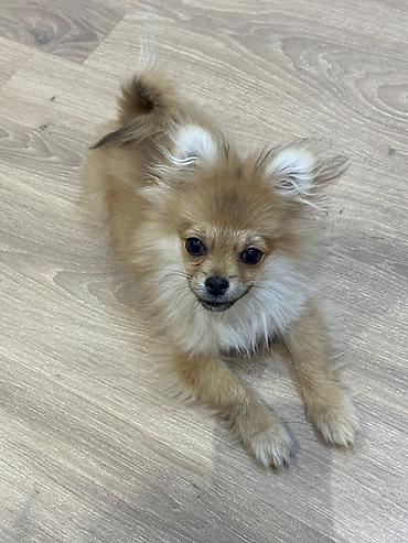 İtlər: Şpitz — 1