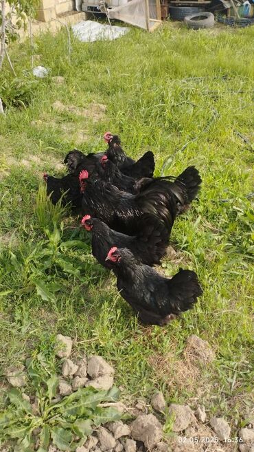 Toyuqlar: Toyuq, Australorp, Damazlıq